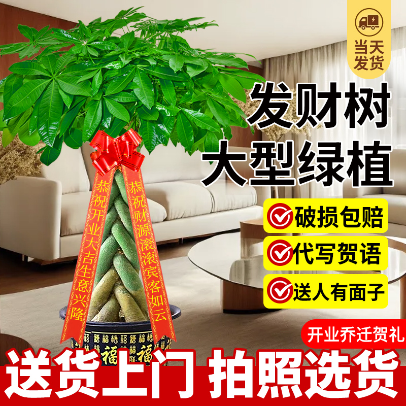 发财树客厅大盆栽开业送礼乔迁2024新款发财树盆景乔迁之喜旺宅