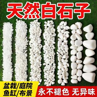 小白石子天然石颗粒庭院造景鱼缸鹅卵石铺面原石养花多肉盆栽装饰