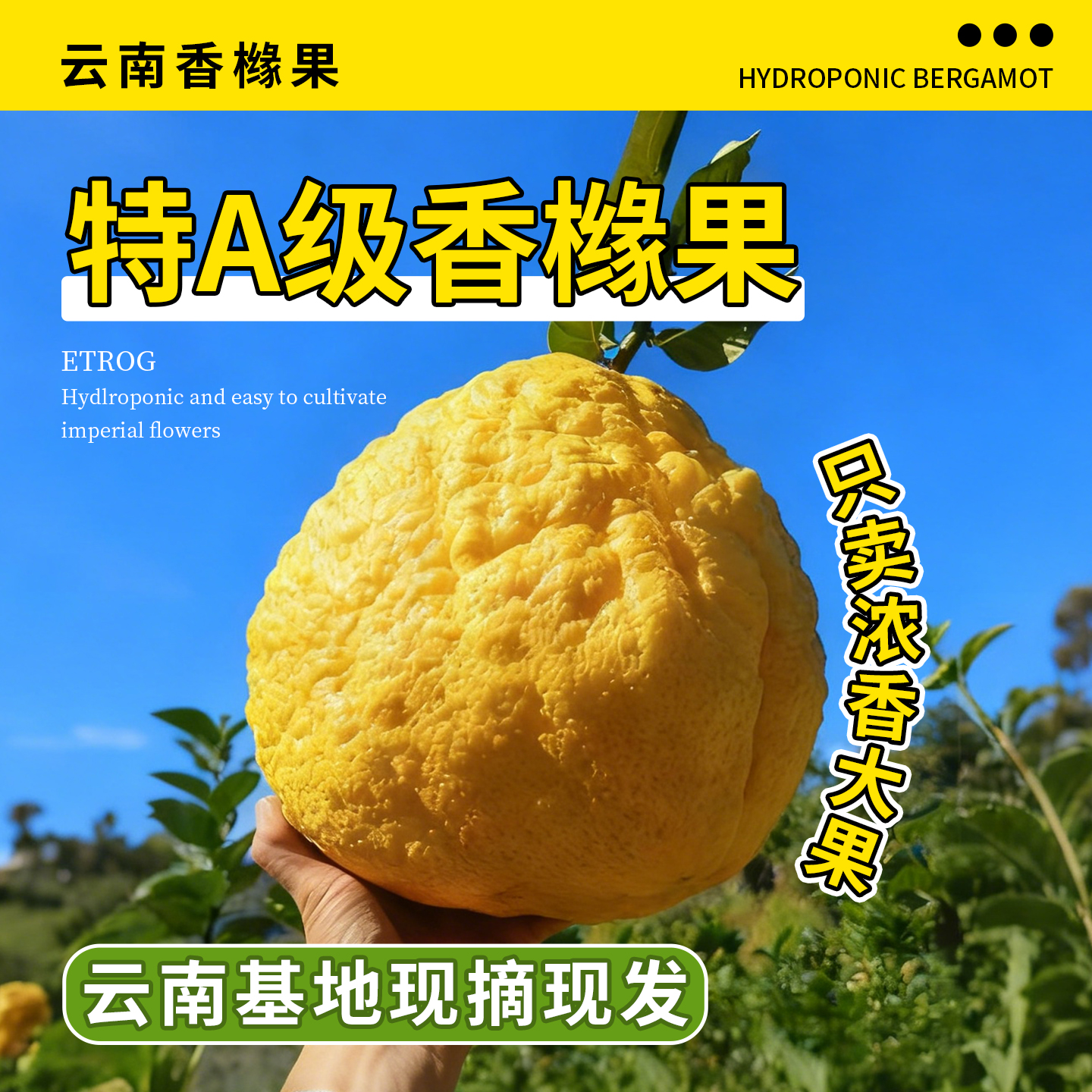 云南香橼果新鲜闻香摆件大鲜果现摘现发室内观赏精品高山采摘食用