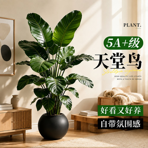 室内大型好养盆栽绿植客厅新房