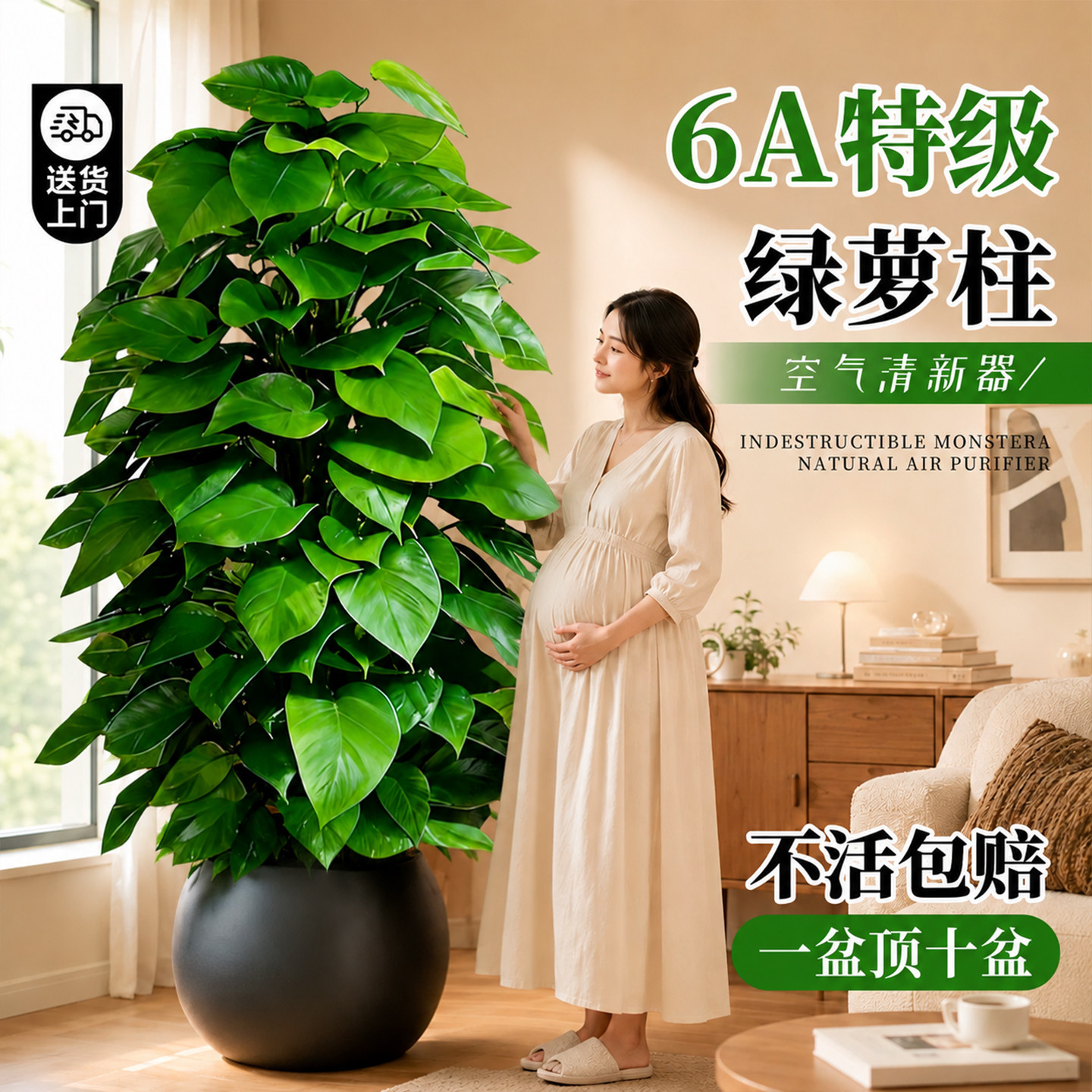 大叶绿萝柱大型绿植盆栽客厅室内办公室观叶植物异味净化空气好养