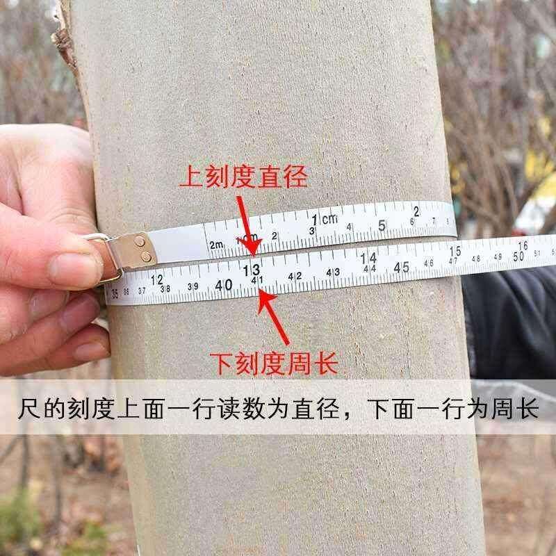 测树围尺量树直径尺胸径测树钢围尺体测树尺腰围尺量围尺直径卷尺