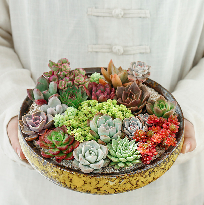 不梵 多肉花盆大口径特价清仓 简约肉肉花盆陶瓷组合拼盘粗陶包邮