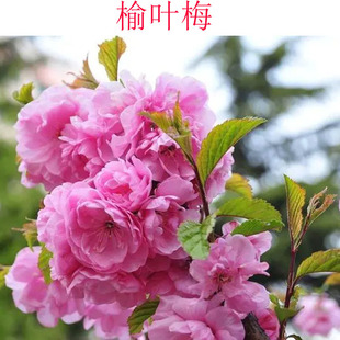 榆叶梅郁李花苗木春花阳台庭院春天花草耐寒耐热植物观花观果好养