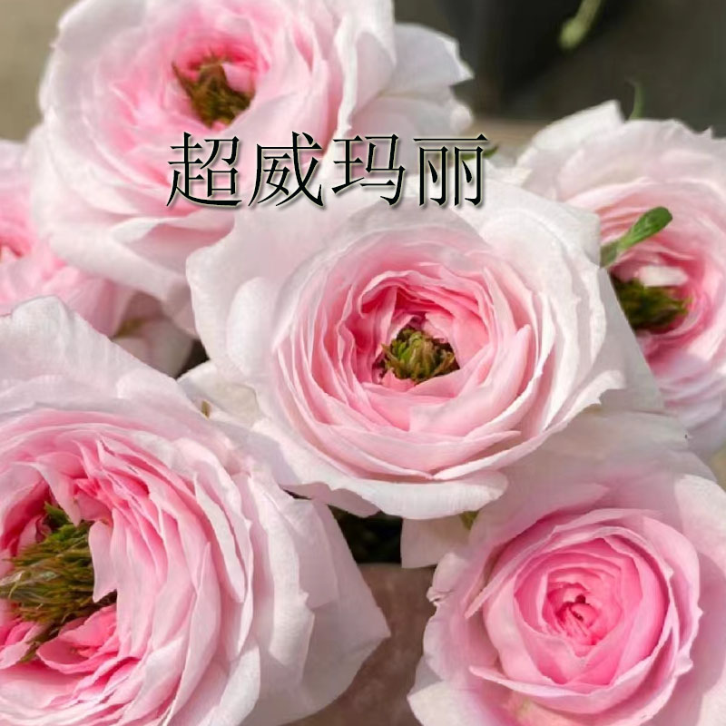 超威玛丽阳台微月微型月季花盆栽小花朵勤花多头花卉盆栽灌木蔷薇