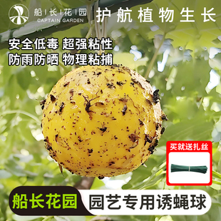 诱蝇球柑橘大果实蝇小实蝇诱捕器诱粘剂引诱剂厨房小飞虫灭杀神器