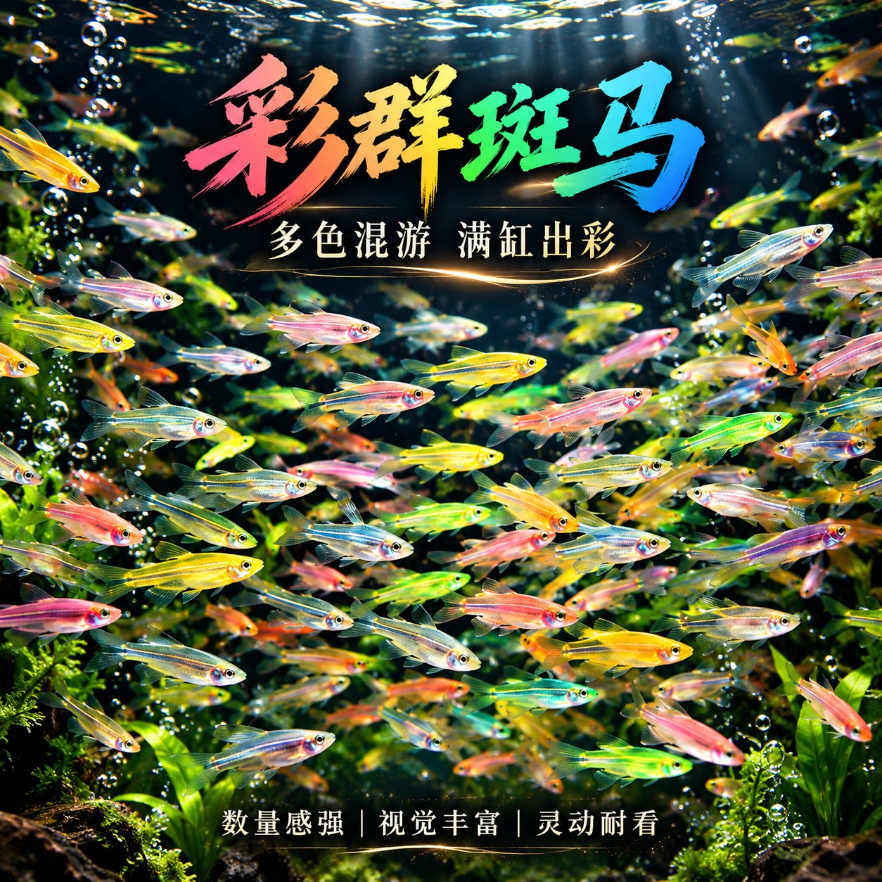 热带观赏鱼七彩糖果斑马鱼群游鱼苗小型灯科鱼淡水好养耐活