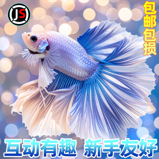 泰国斗鱼粉白半月婚纱鱼懒人鱼网红宠物热带鱼新手好养耐活冷水鱼