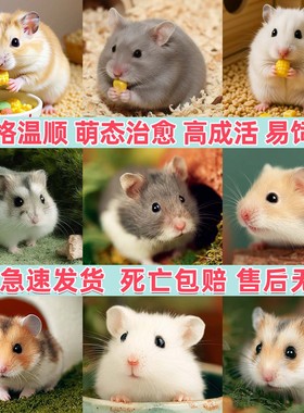 家养金丝熊小仓鼠活物布丁三线银狐活宠可爱鼠类宠物活体