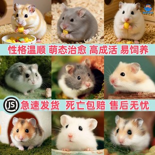 家养金丝熊小仓鼠活物布丁三线银狐活宠可爱鼠类宠物活体