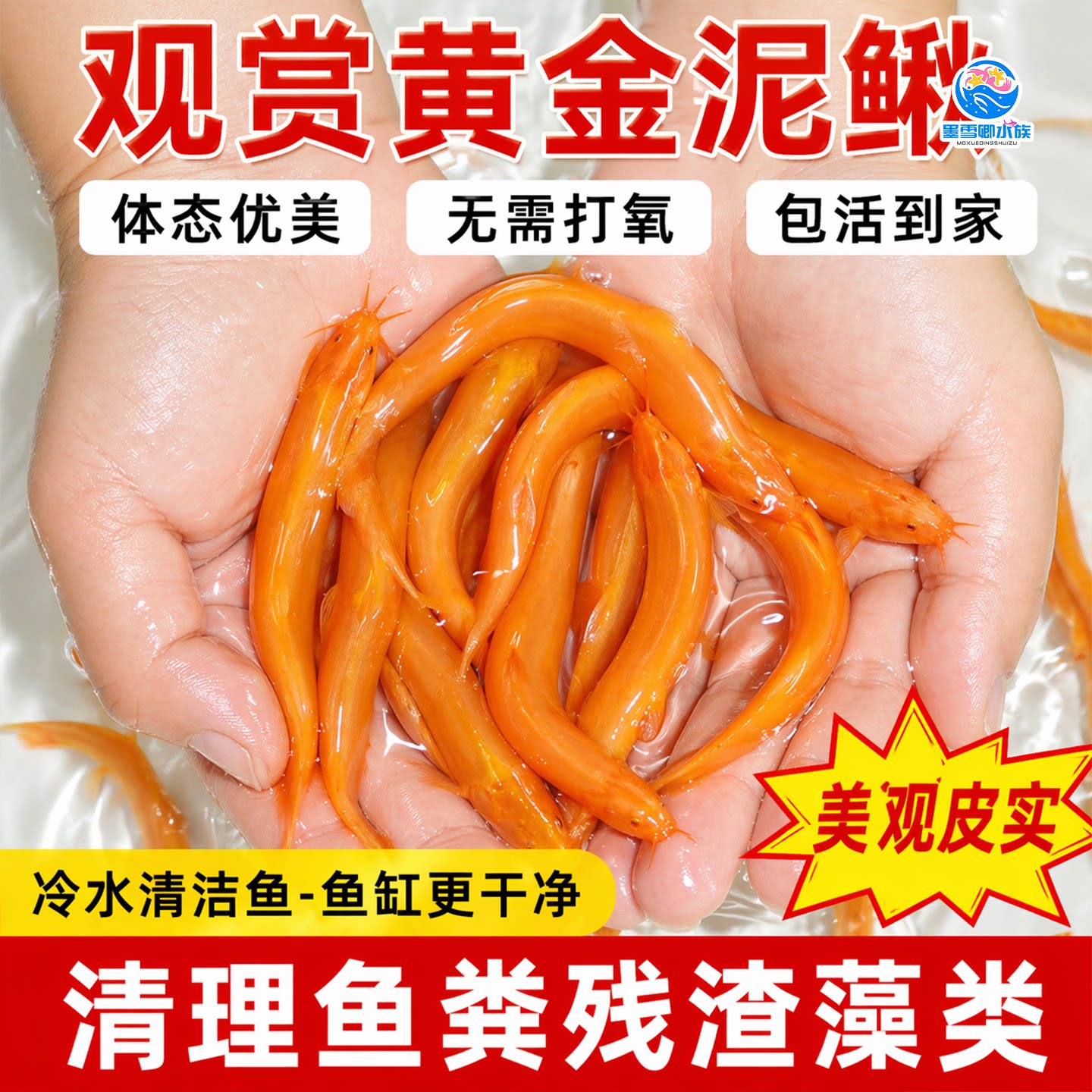 黄金泥鳅苗冷水鱼清道夫清洁鱼淡水鱼好养耐活观赏鱼苗工具活体鱼图片