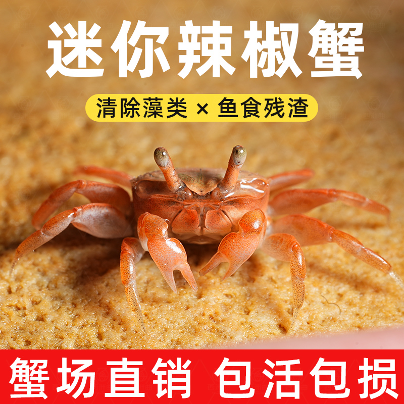 辣椒蟹迷你易活观赏活体宠物螃蟹深水淡水鱼缸工具清洁爬宠除藻