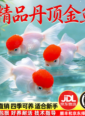 鹤顶红金鱼活鱼观赏鱼小型淡水冷水鱼苗自来水好养耐活鸿运当头鱼