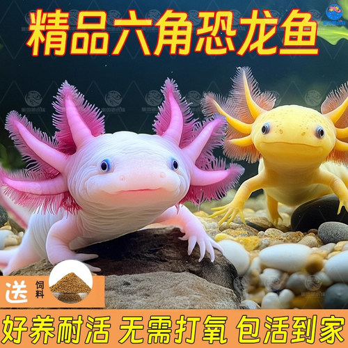 六角恐龙观赏冷水鱼蝾螈水族宠物活体无需打氧淡水好养耐活网红鱼