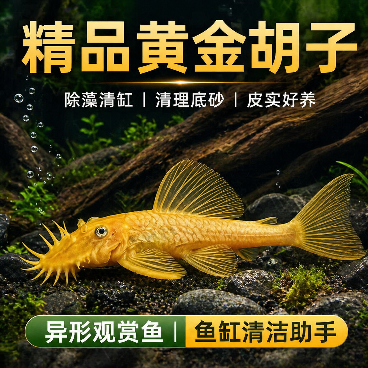 黄金胡子大帆异形清道夫草缸除藻清洁工具鱼淡水小型热带观赏鼠鱼