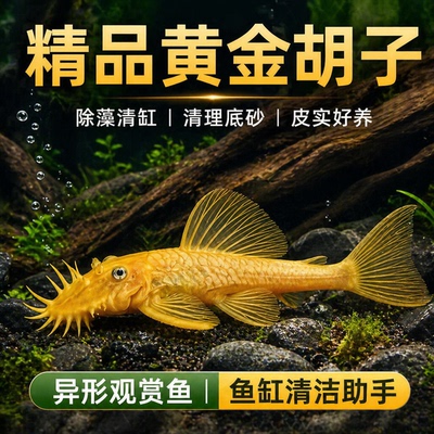 黄金胡子大帆异形清道夫草缸除藻清洁工具鱼淡水小型热带观赏鼠鱼