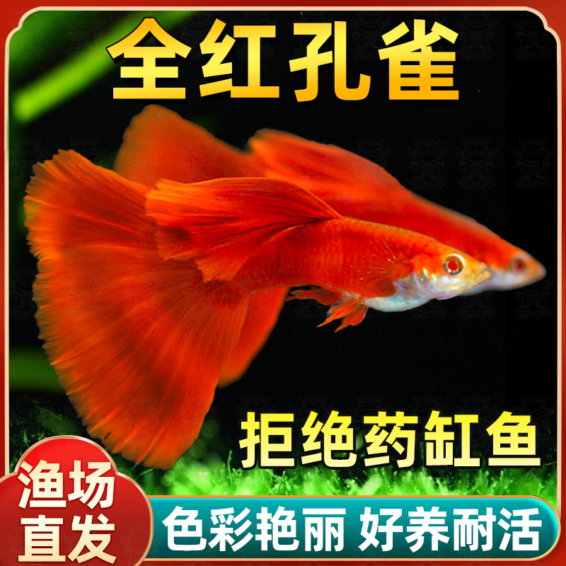 精品全红孔雀鱼凤尾淡水易繁殖耐活体好养纯种胎生观赏鱼小型热带