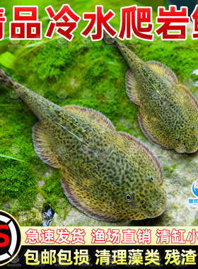 贵州爬岩鳅除藻清理鱼缸残渣清洁鱼不加温琵琶鱼冷水双吸盘清道夫