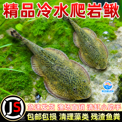 贵州爬岩鳅除藻清理鱼缸残渣清洁鱼不加温琵琶鱼冷水双吸盘清道夫