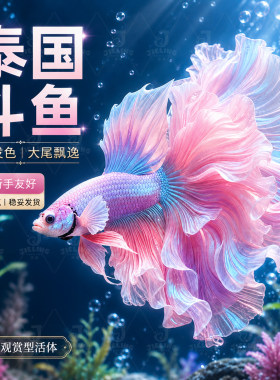 泰国斗鱼粉白半月婚纱鱼懒人鱼网红宠物热带鱼新手好养耐活冷水鱼