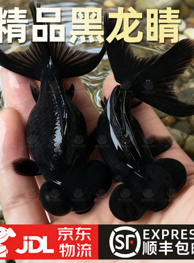金鱼活体观赏鱼活体小金鱼冷水鱼黑龙睛红龙睛金鱼苗小中大型金鱼