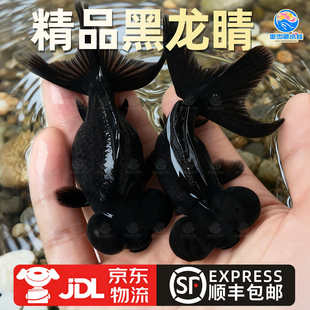 金鱼活体观赏鱼活体小金鱼冷水鱼黑龙睛红龙睛金鱼苗小中大型金鱼