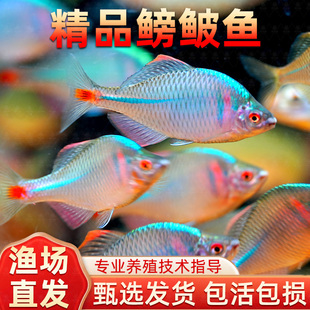 原生溪流鳑鲏鱼好养耐活高体七彩观赏鱼冷水淡水活体小型鱼群游鱼
