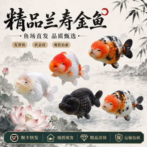 精品兰寿金鱼活鱼冷水淡水观赏鱼好养耐活新手奶牛波妞泰狮小金鱼