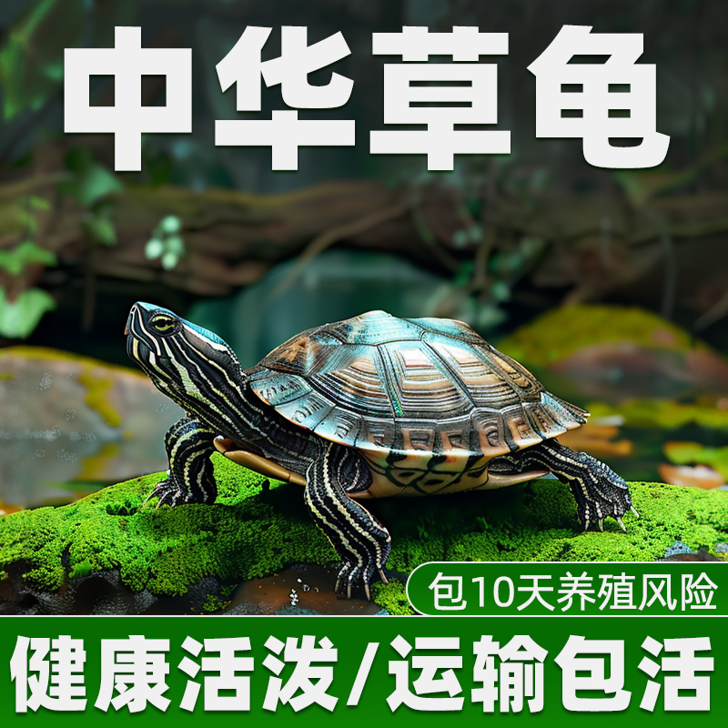 中华草龟活物宠物小乌龟好养耐活家养观赏金线水龟草龟苗长寿乌龟