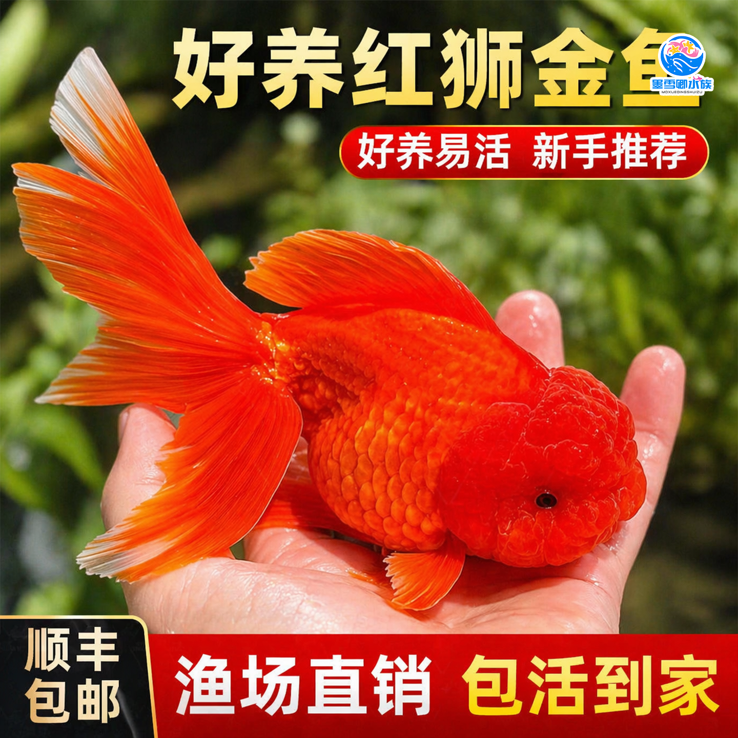 冷水鱼小金鱼红狮金鱼国师鱼活鱼淡水锦鲤观赏鱼好养耐活鱼观赏鱼