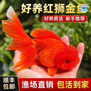 冷水鱼小金鱼红狮金鱼国师鱼活鱼淡水锦鲤观赏鱼好养耐活鱼观赏鱼