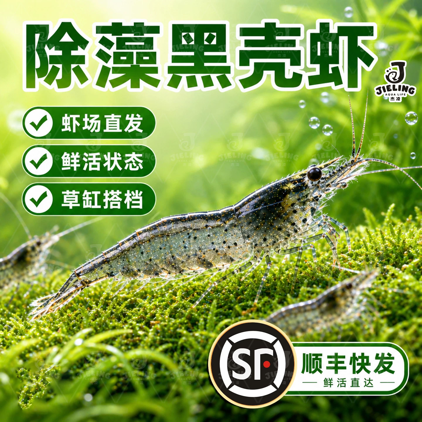 黑壳虾除藻清洁工具虾易存活鱼缸黑藻去苔宠物虾鱼活体饲料观赏虾