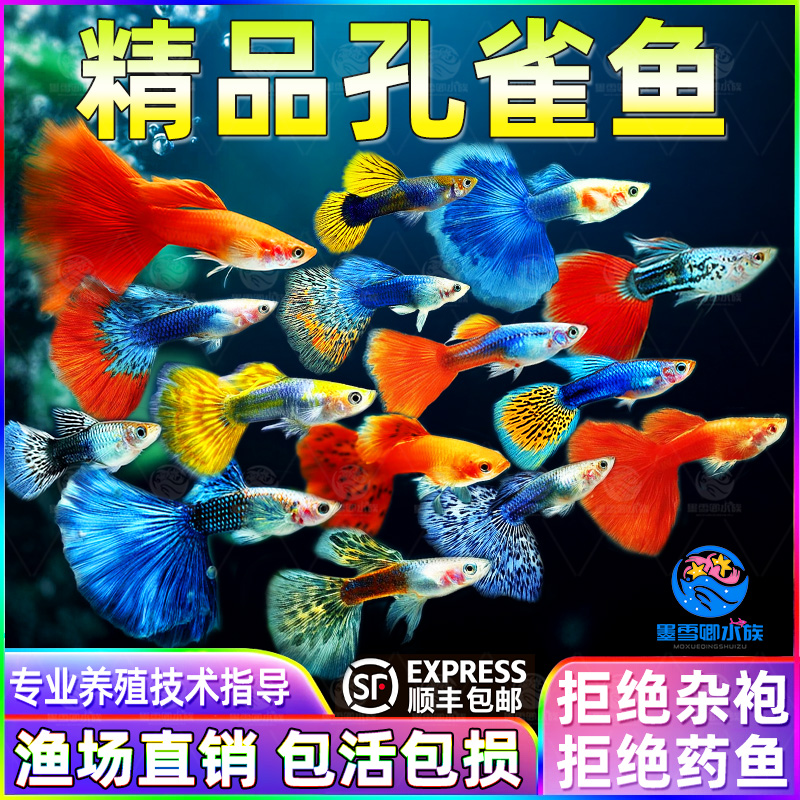 孔雀鱼活体凤尾淡水宠物活体礼服小型热带观赏鱼纯种孔雀鱼胎生鱼