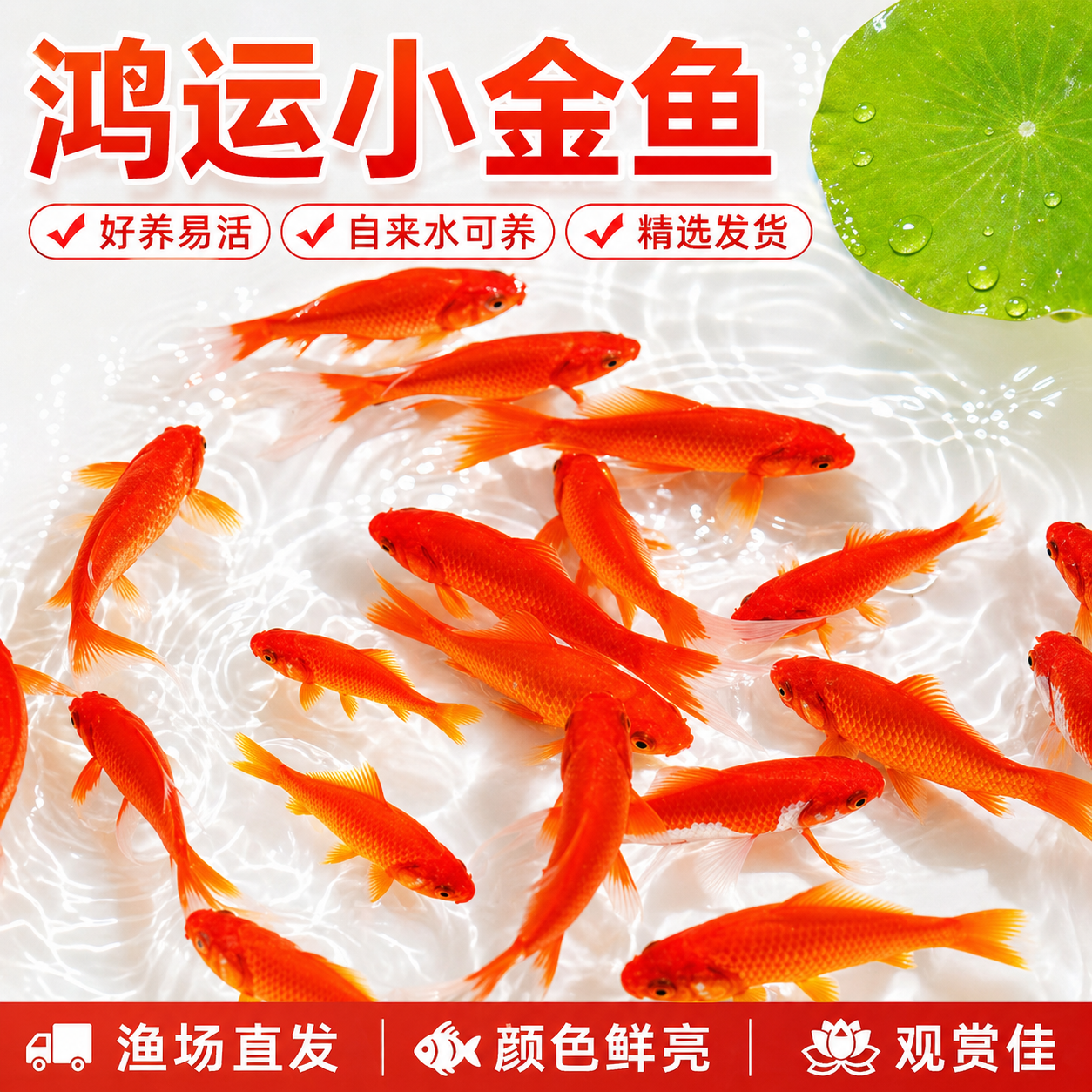 金鱼活鱼练手观赏鱼红草金鱼苗小金鱼锦鲤淡水好养耐活小型冷水鱼