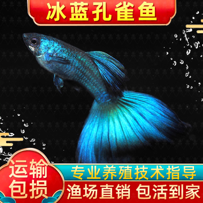 精品冰蓝孔雀鱼活鱼小型鱼热带鱼苗观赏鱼淡水鱼好样易活胎生鱼