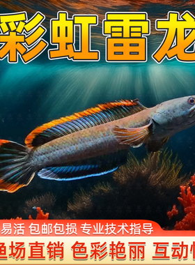 精品原生南鳢雷龙鱼七彩冷水鱼龙鱼淡水热带鱼观赏鱼凶猛七彩雷龙