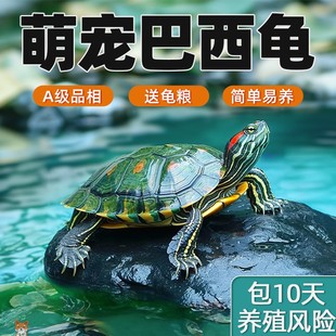 巴西龟活体乌龟活物红耳龟大水龟幼苗招财长寿观赏情侣小巴西彩龟