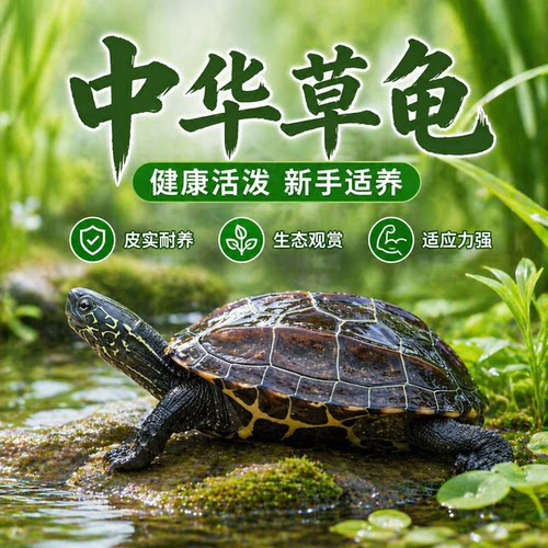 乌龟活物中华草龟金线小乌龟苗外塘家养长寿宠物龟观赏龟王八