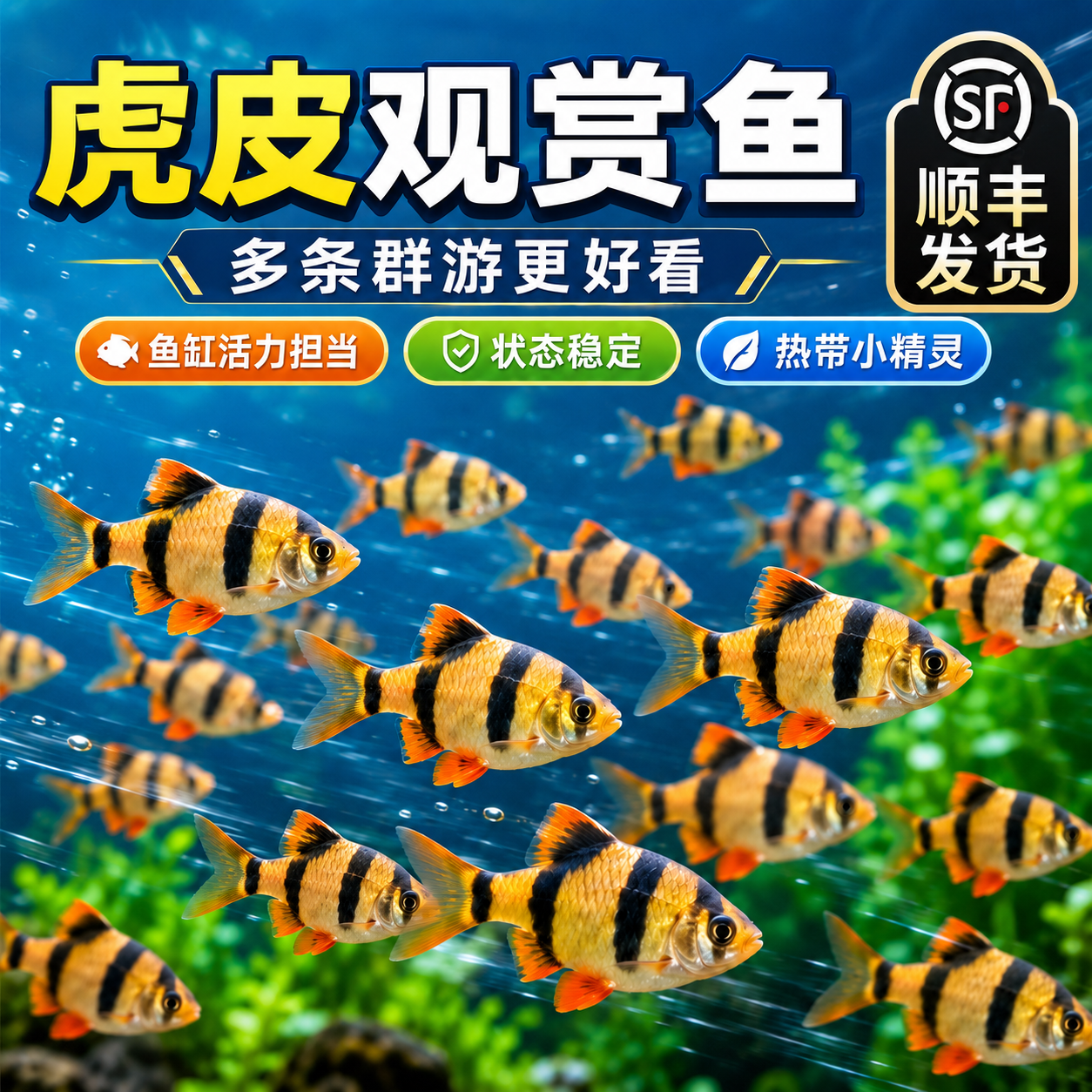四间虎皮鱼热带鱼鱼苗观赏鱼小型宠物鱼新手好养耐活群游活体鱼