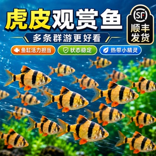 四间虎皮鱼热带鱼鱼苗观赏鱼小型宠物鱼新手好养耐活群游活体鱼