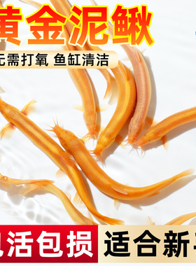 黄金泥鳅苗冷水鱼清道夫清洁鱼淡水鱼好养耐活观赏鱼苗工具活体鱼