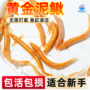 黄金泥鳅苗冷水鱼清道夫清洁鱼淡水鱼好养耐活观赏鱼苗工具活体鱼