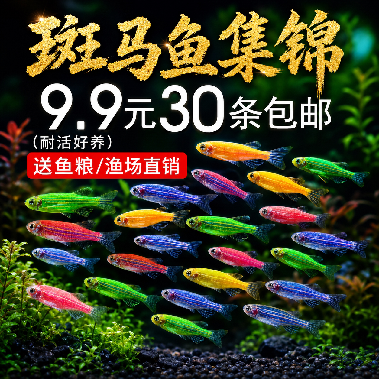 热带淡水观赏鱼苗群游好养耐活图片