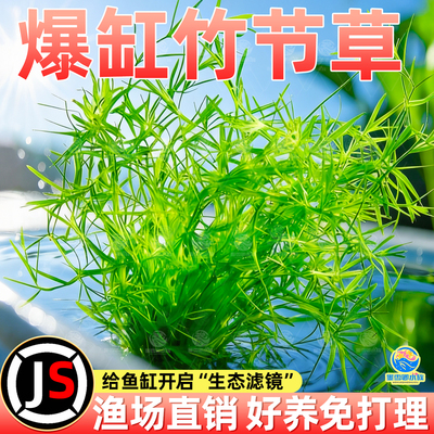 水草印度小竹节草好养植物鱼缸水族箱装饰造景绿菊蜈蚣草净水真草