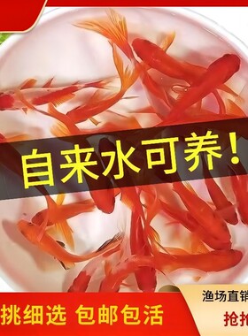 不用打氧的金鱼好养耐活草金鱼淡水冷水观赏鱼自来水活鱼锦鲤鱼苗