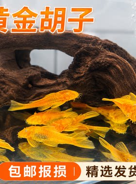 黄金胡子鱼大帆清道夫活体垃圾鱼工具鱼清洁好养活小型观赏鱼