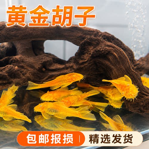 黄金胡子鱼大帆清道夫活体垃圾鱼工具鱼清洁好养活小型观赏鱼