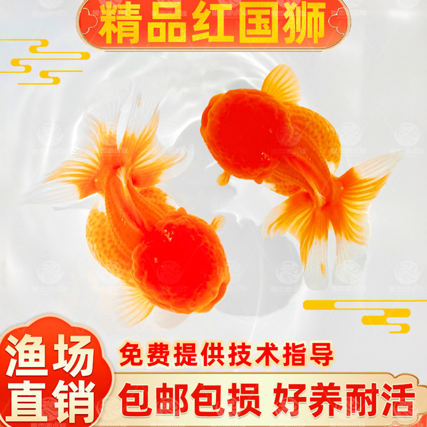 狮子头金鱼泰狮红国狮观赏活鱼淡水锦鲤自来水好养耐活小型冷水鱼