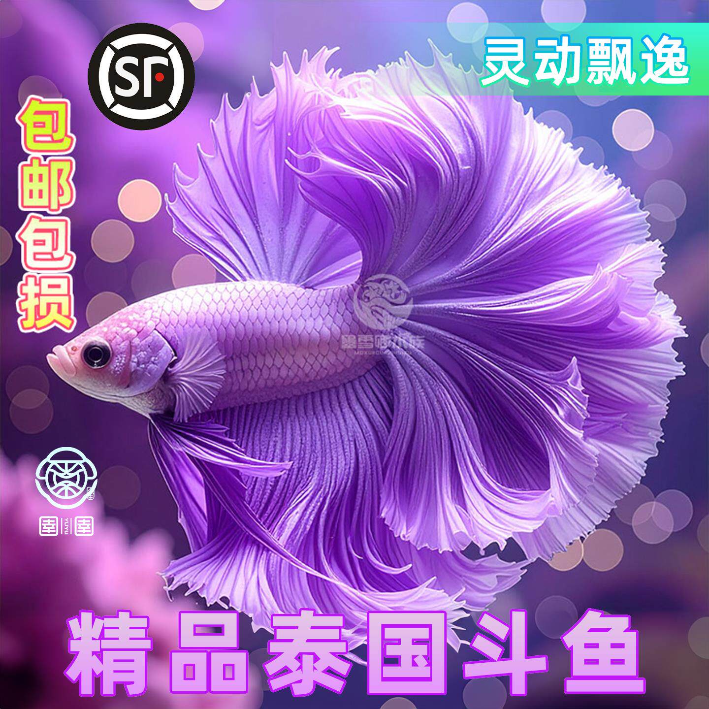 顺丰泰国斗鱼观赏鱼苗金鱼热带好养耐活体小型鱼缸淡水半月婚纱鱼