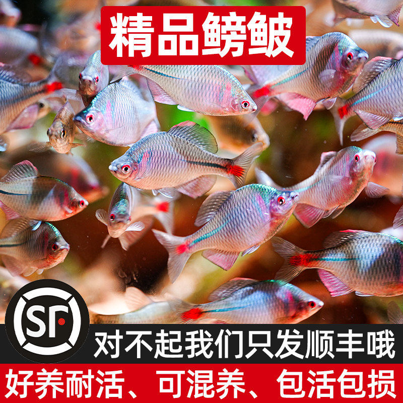 顺丰七彩高体鳑鲏原生活鱼好养耐活淡水冷水观赏鱼溪流缸造景旁皮,宠物/宠物食品及用品,其它水族宠物,淘宝优惠券,粉丝福利购,淘宝优惠卷